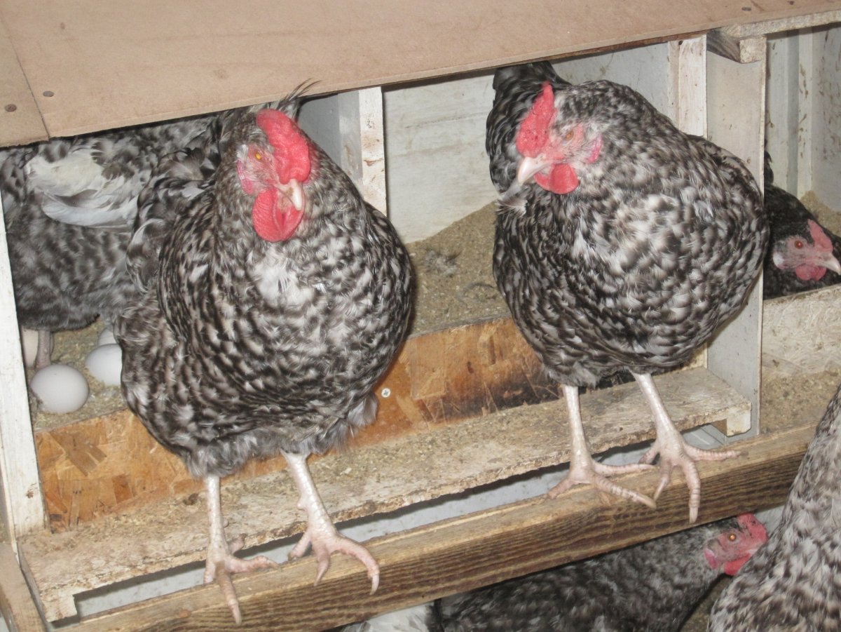 Порода кур пеструшка