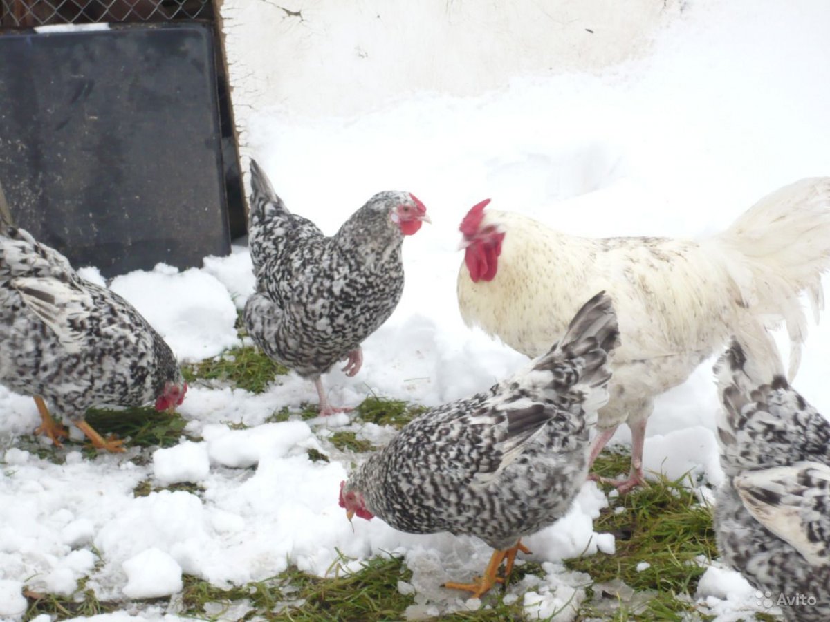 Пушкинские цыплята