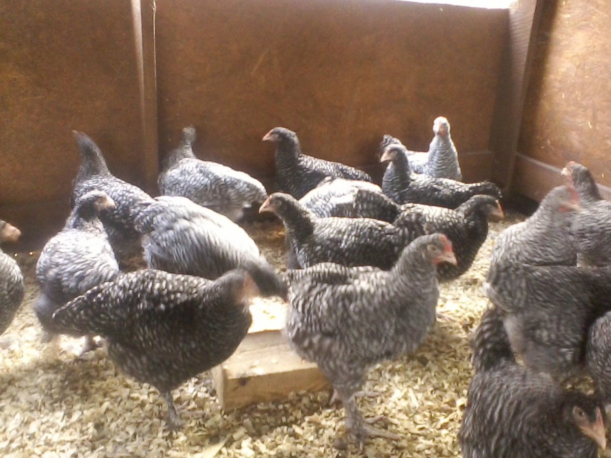 Пестрые куры