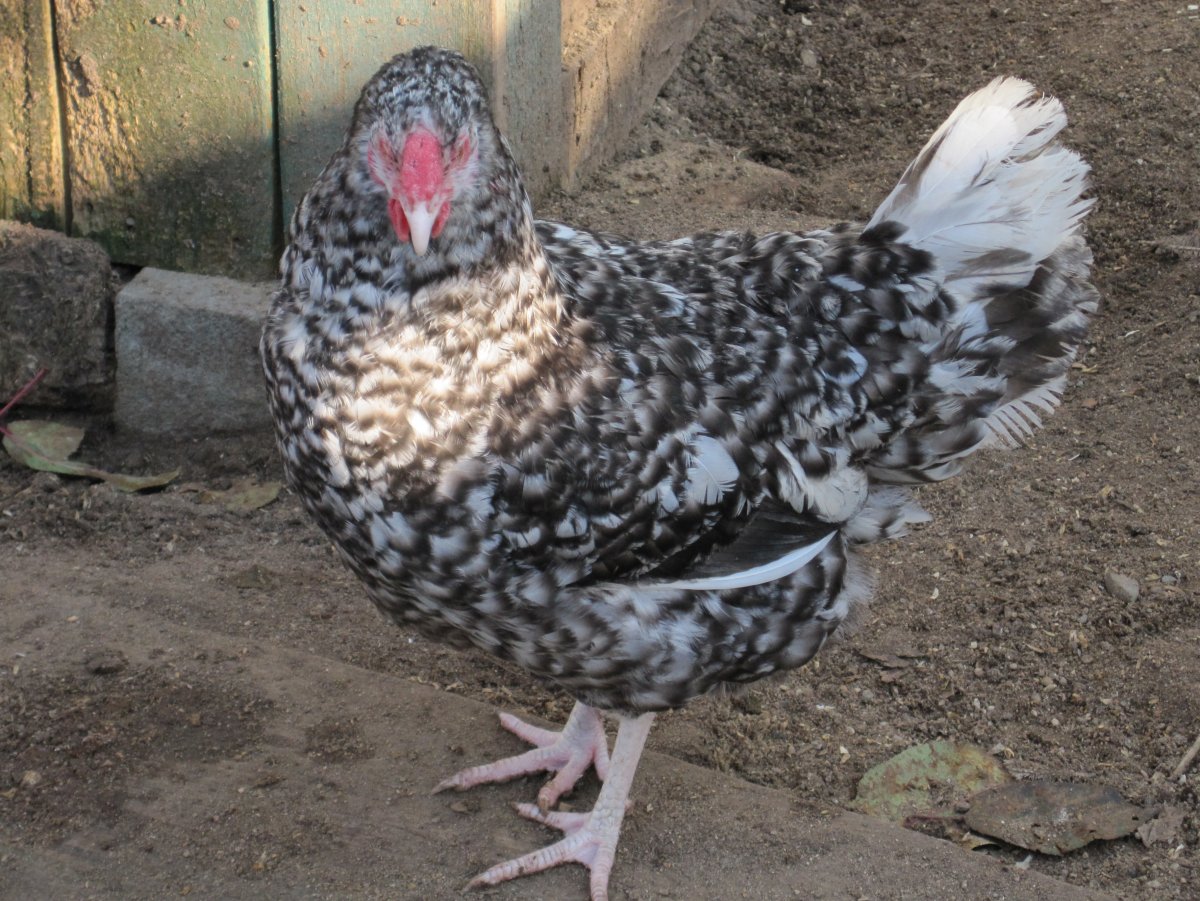 Пушкинские куры питерской селекции