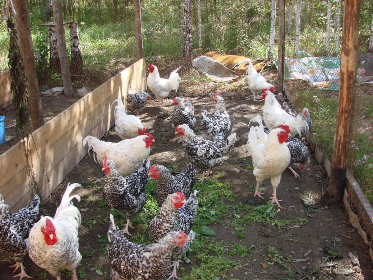 Пушкинские цыплята