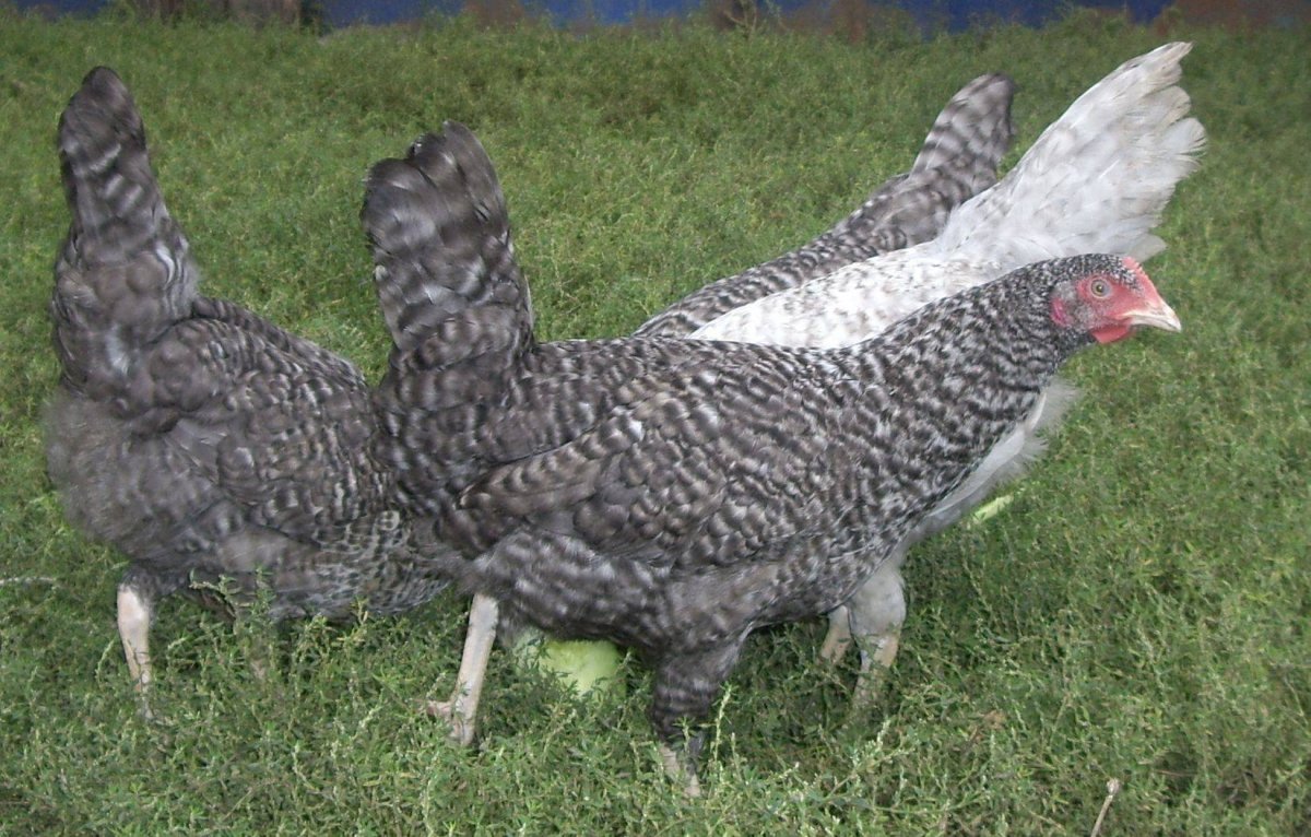 Пушкинская полосато-пестрая порода кур