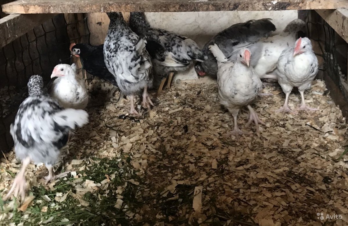 Порода кур Черняховская