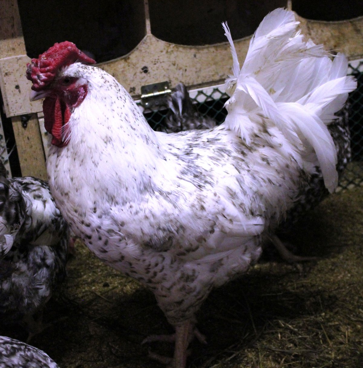 Разведение кур породы Пушкинская