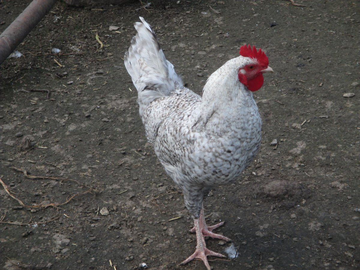 Куры яичных пород (нов.оф.)