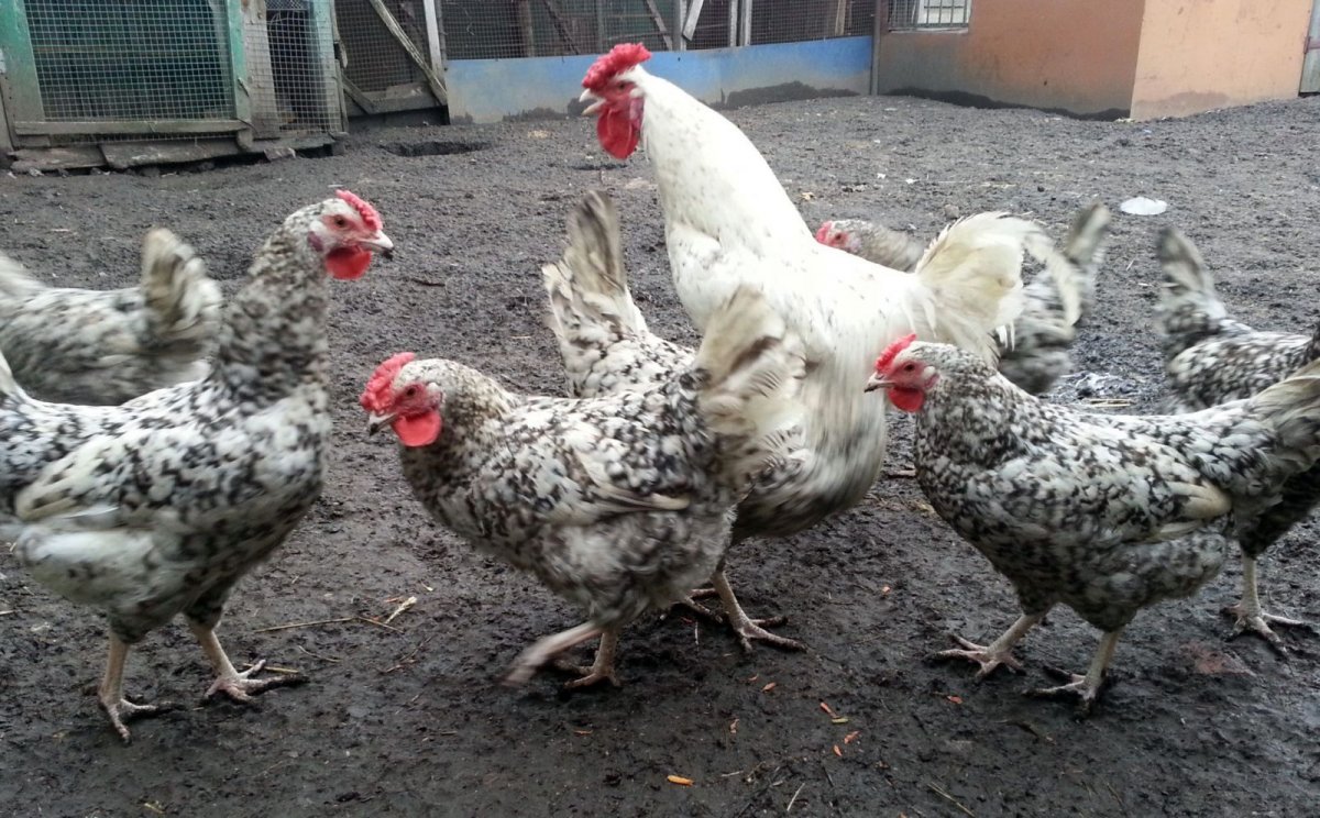 Курочки Пушкинской породы