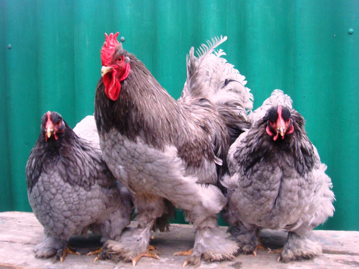 Амрокс киллер