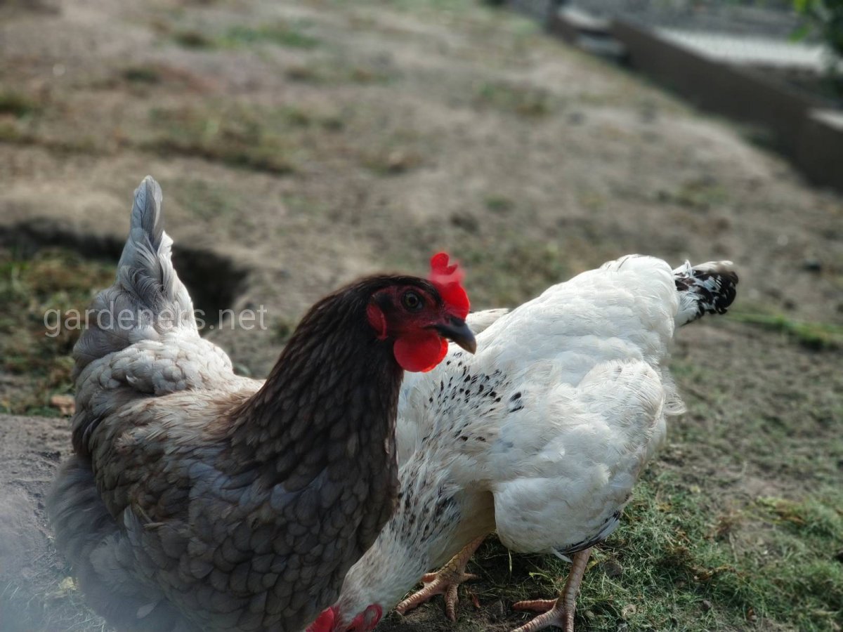 Пушкинская порода кур цвет яйца