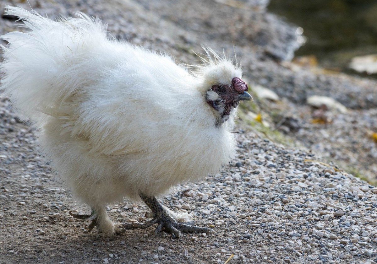 Падеж птицы на птицефабрике