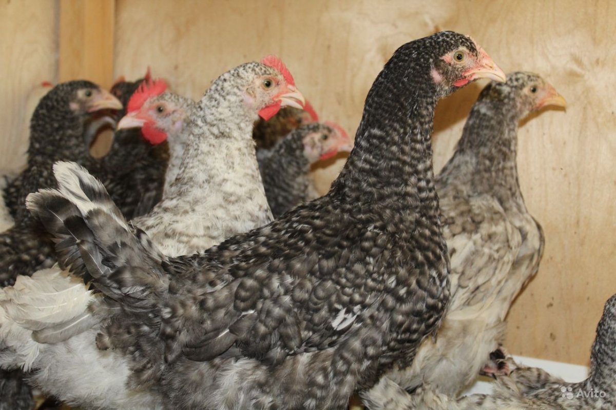 Пушкинский генофонд каталог фото