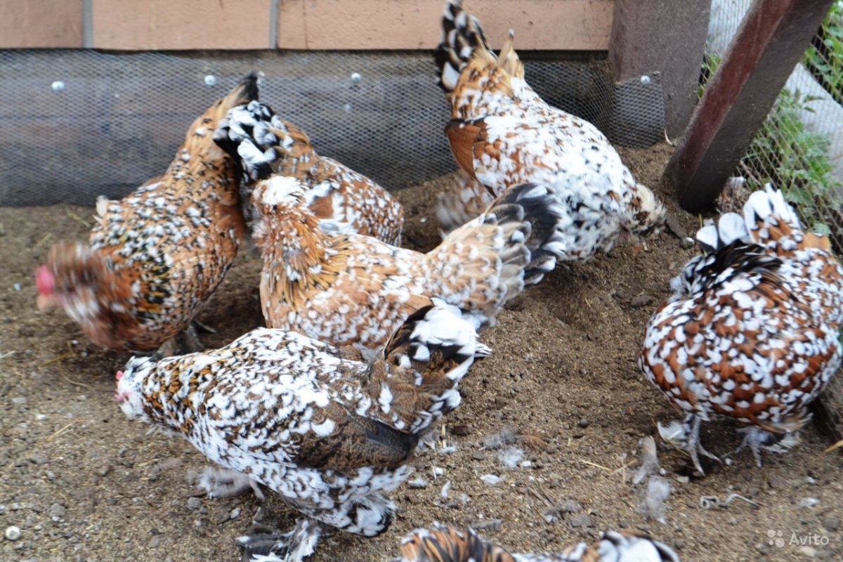 Петух Пушкинской породы