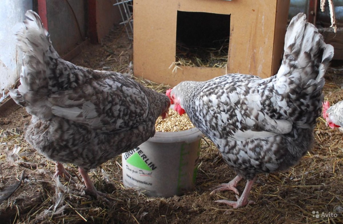 Куры несушки Пушкинской породы