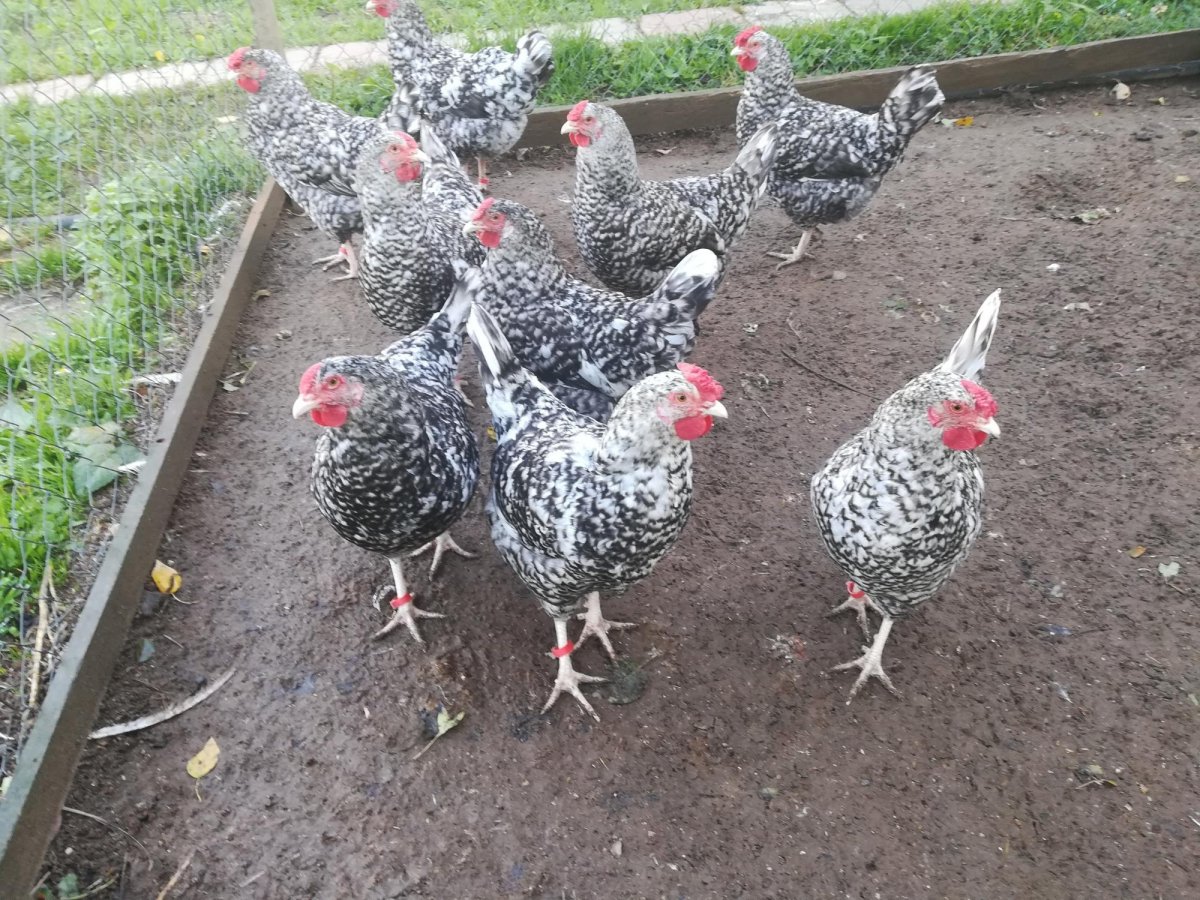 Порода кур Ландер