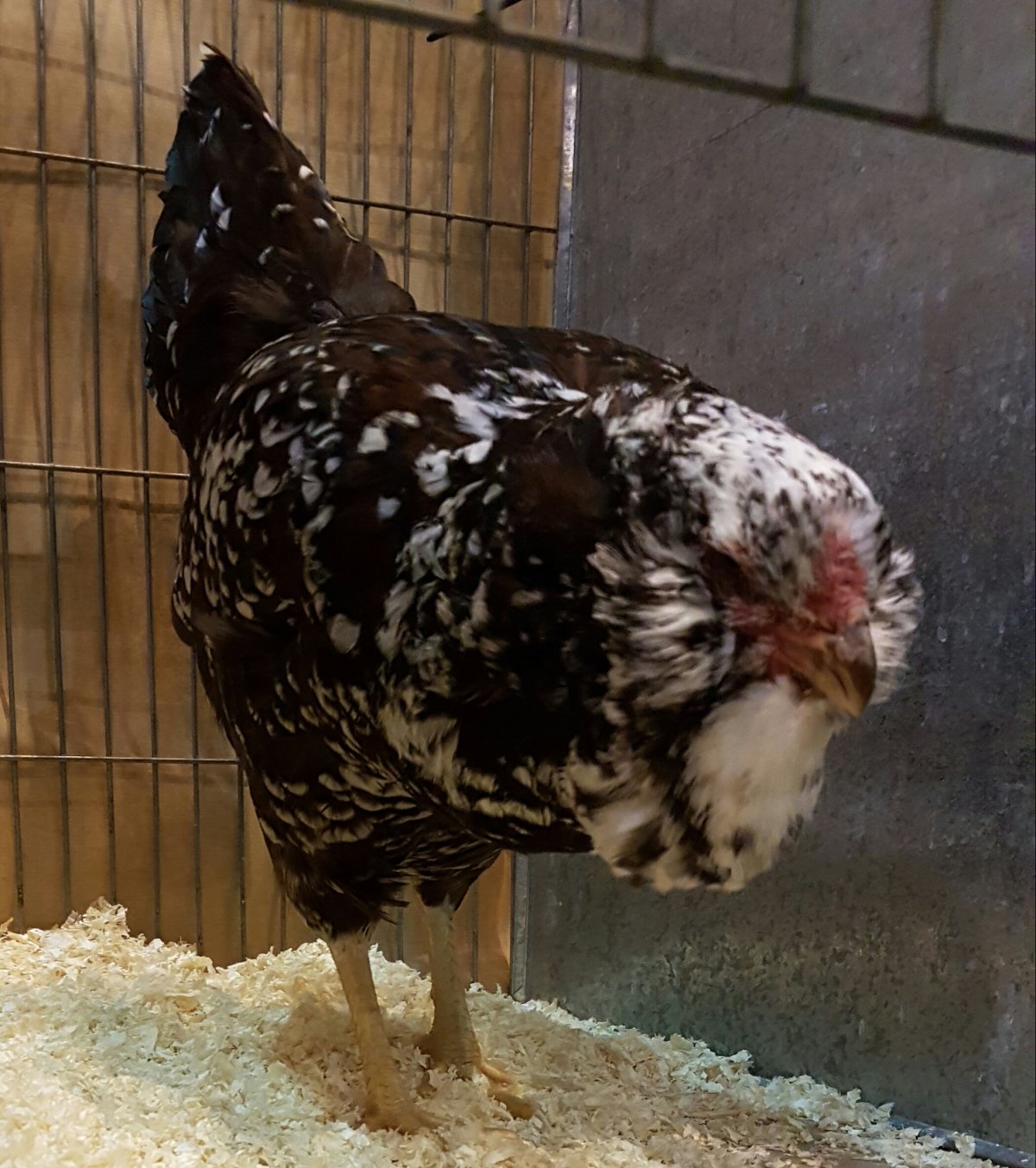 Куры породы бреда