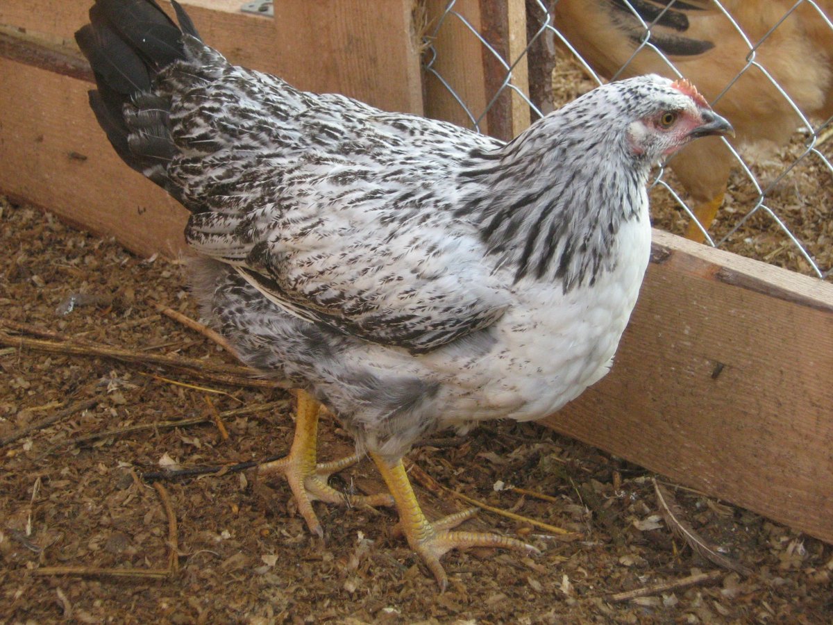 Котляревская порода