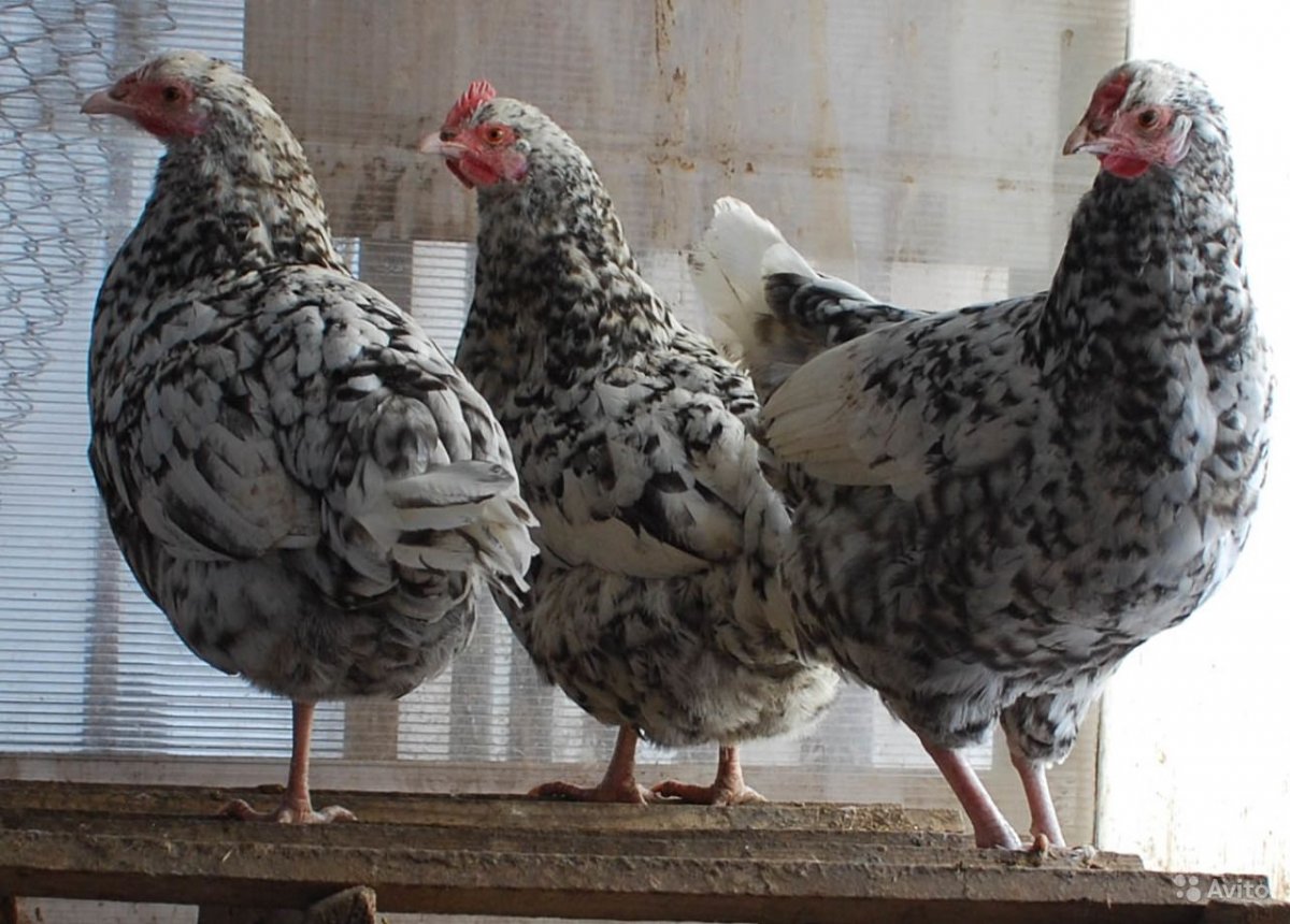 Курочка пёстрая