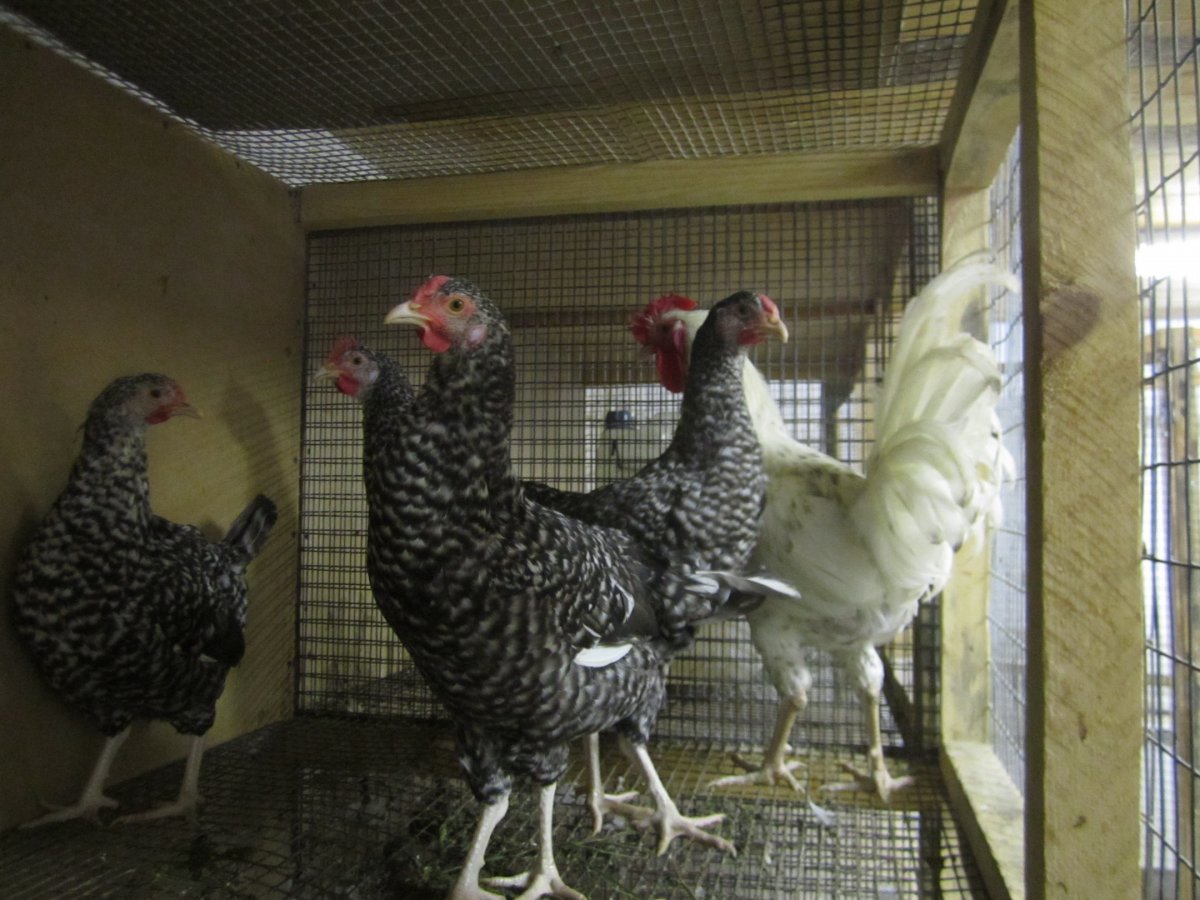 Семья Куриновых