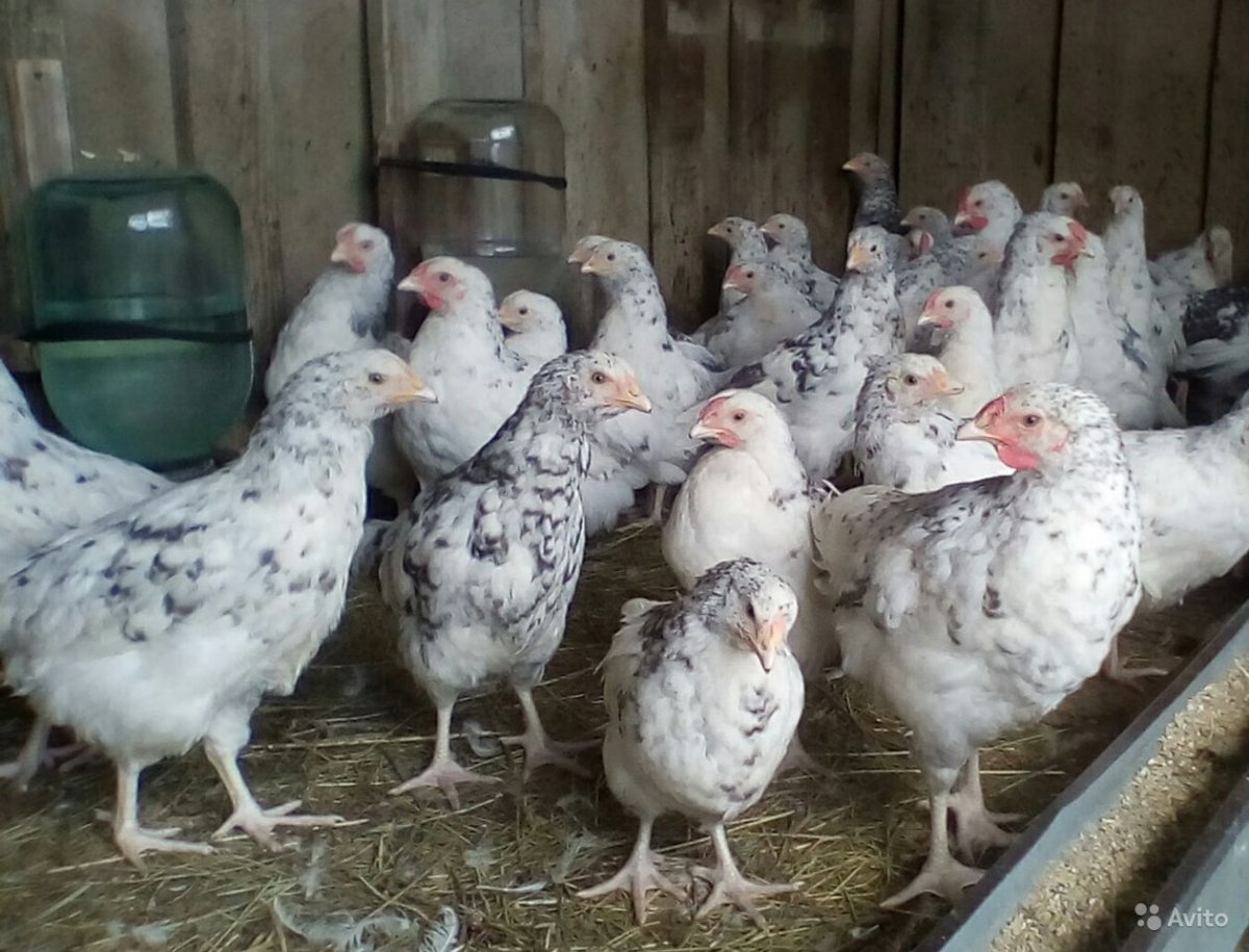 Царская птичка курица