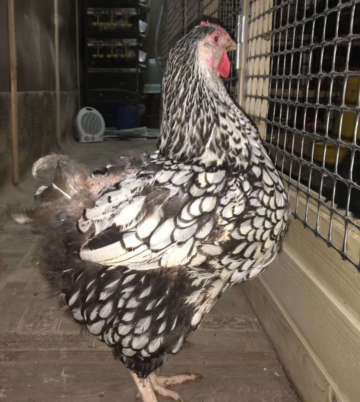 Пушкинская порода