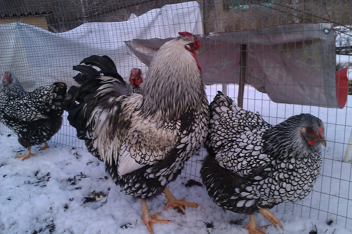 Австралорп, Брама, кохинхин, Маран