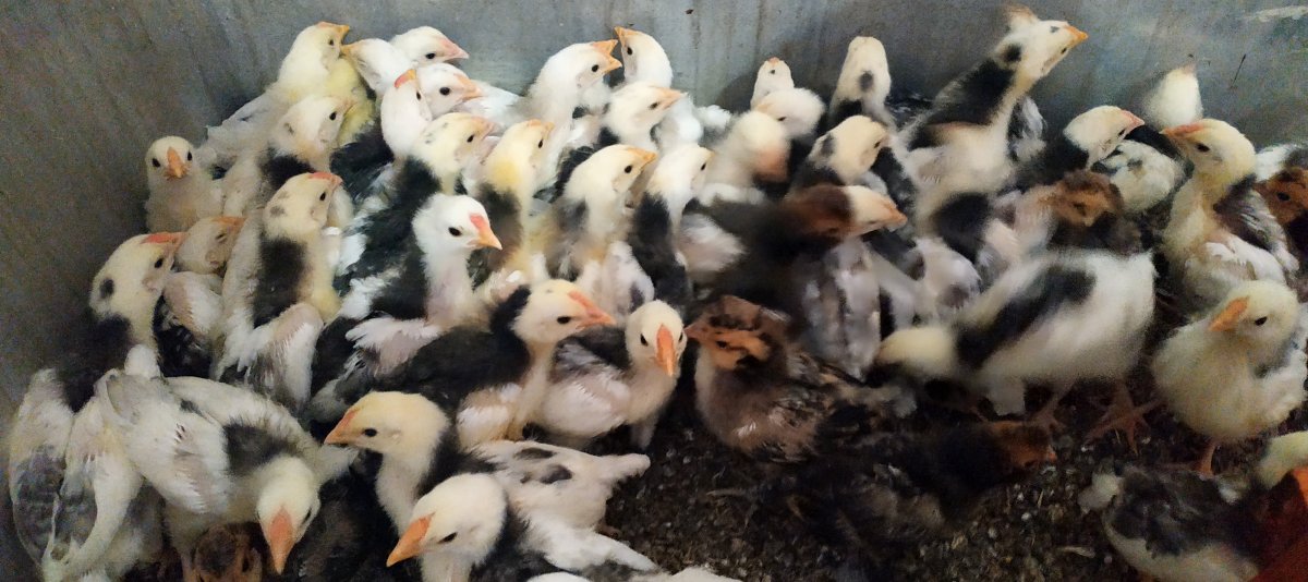 Порода кур Ломан грей