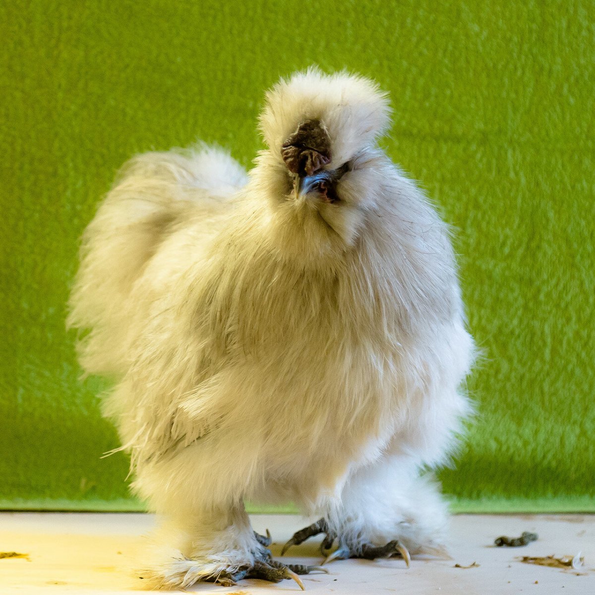 Хохлатая Курочка падуан