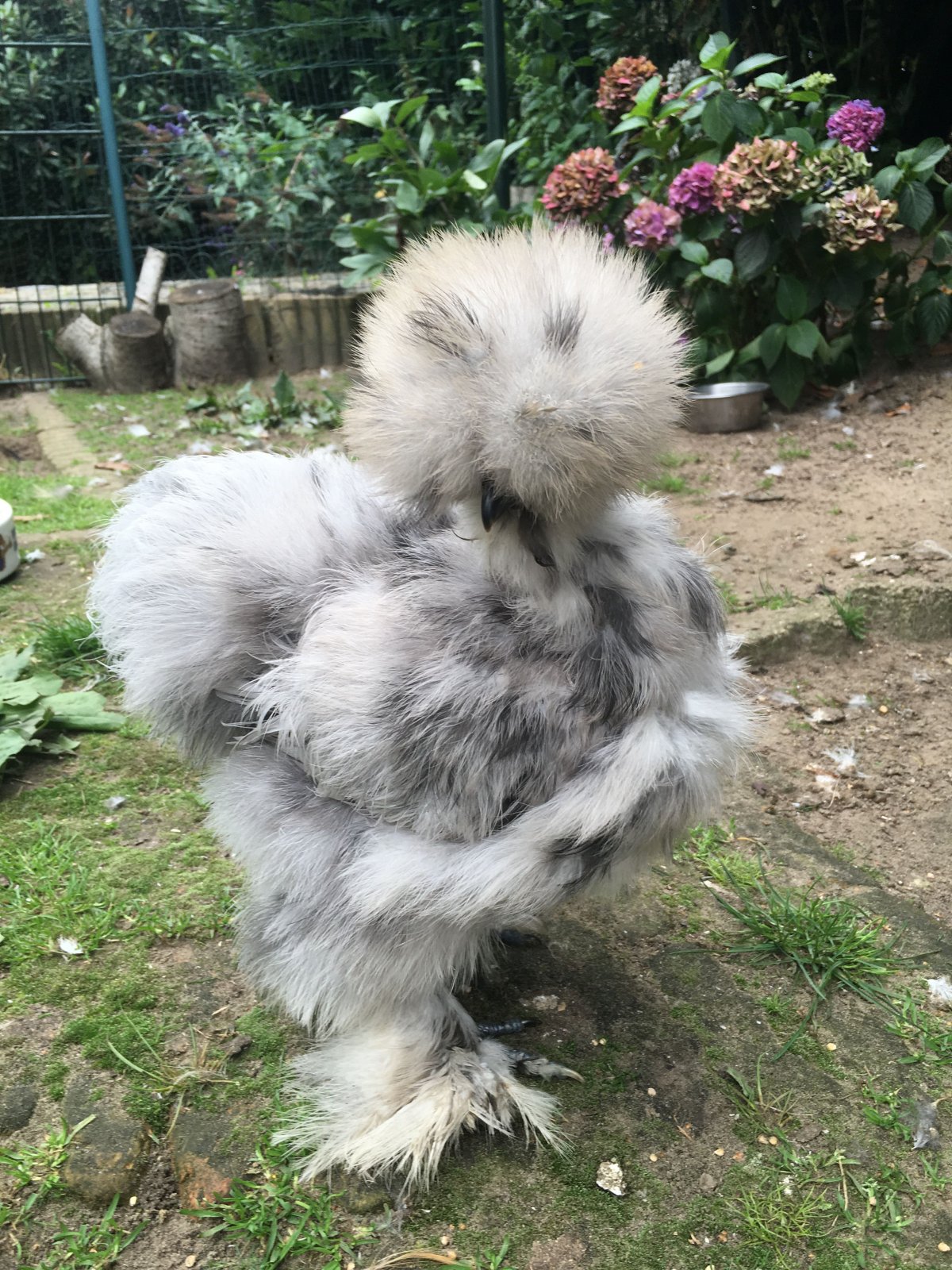 Китайская шелковая серая