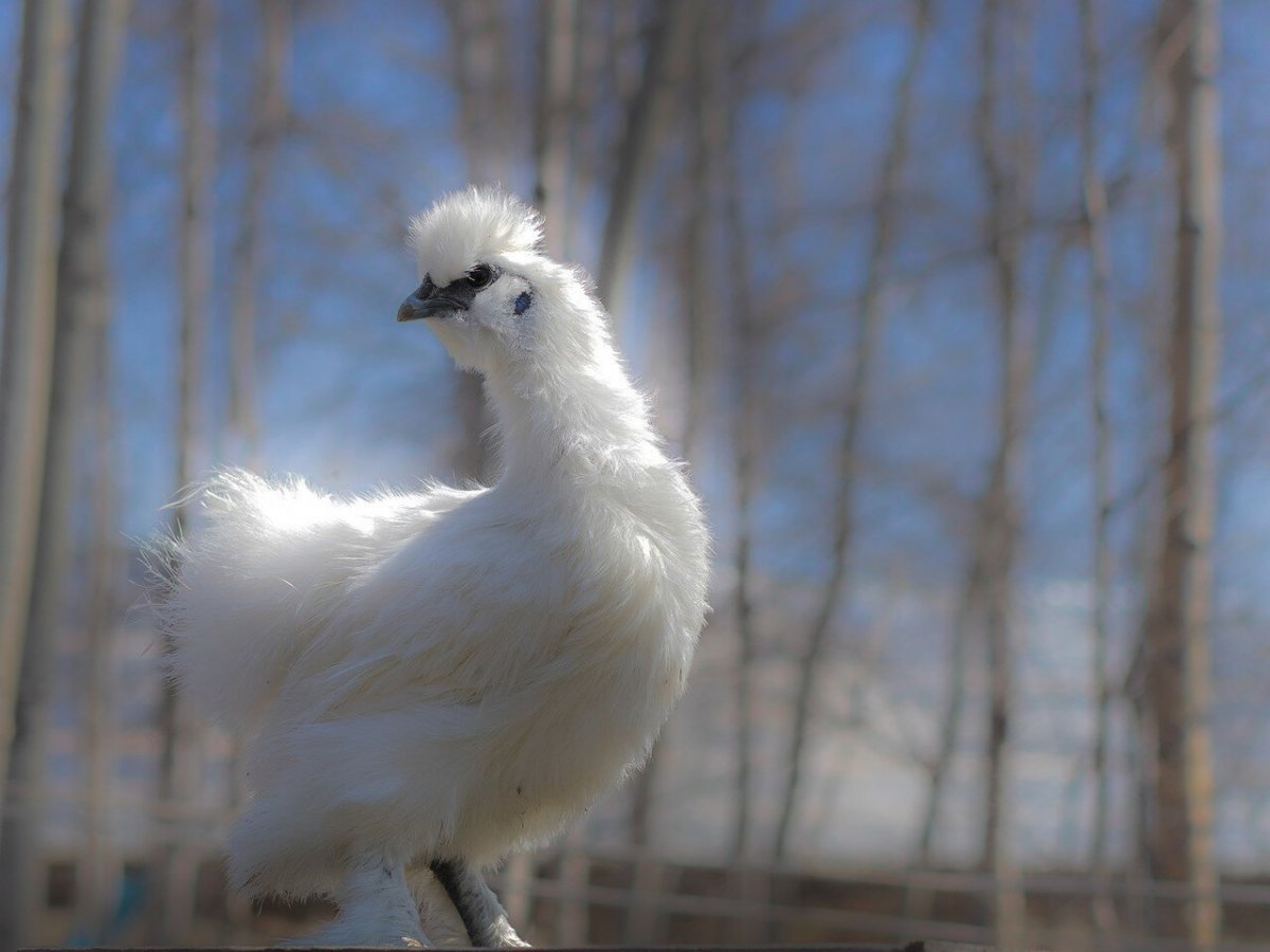 Китайские шелковые аборигены птица