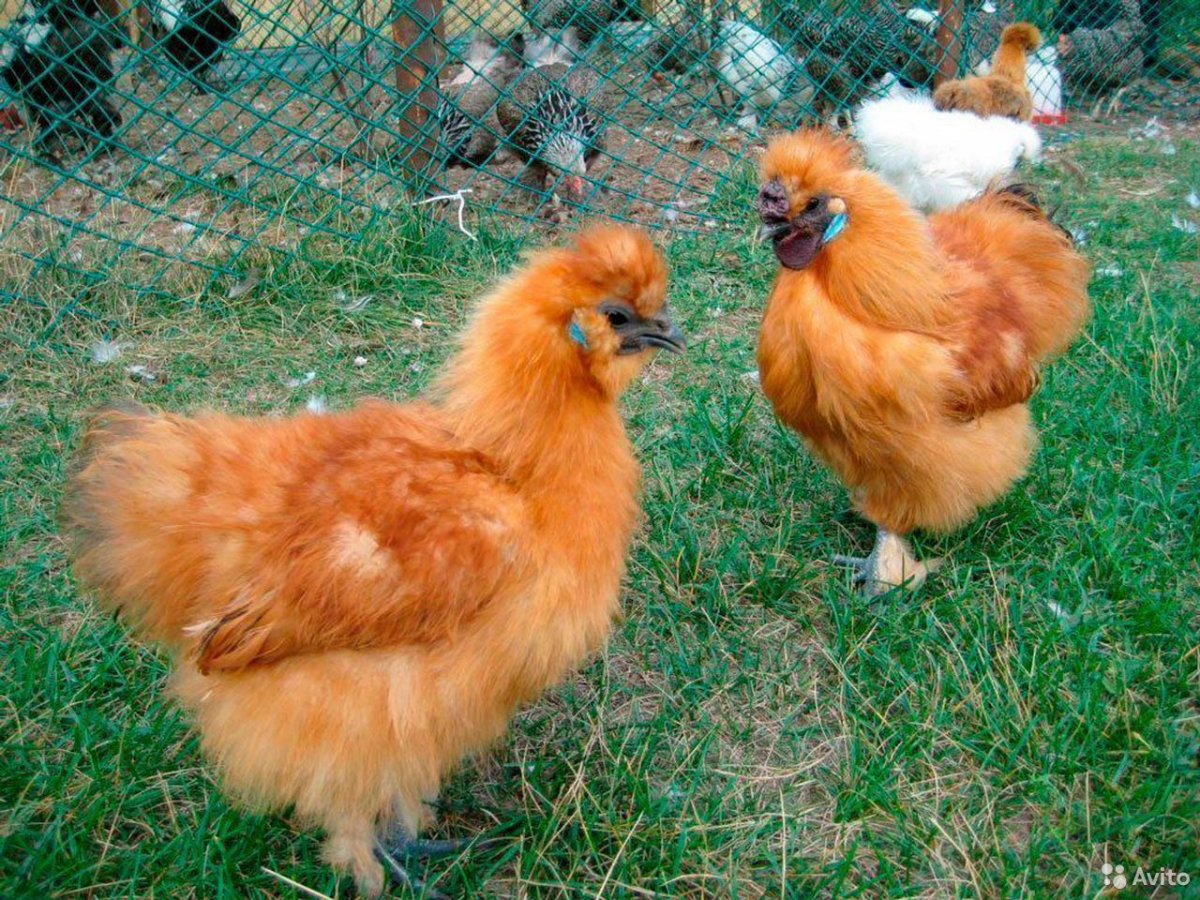 Китайская шёлковая порода