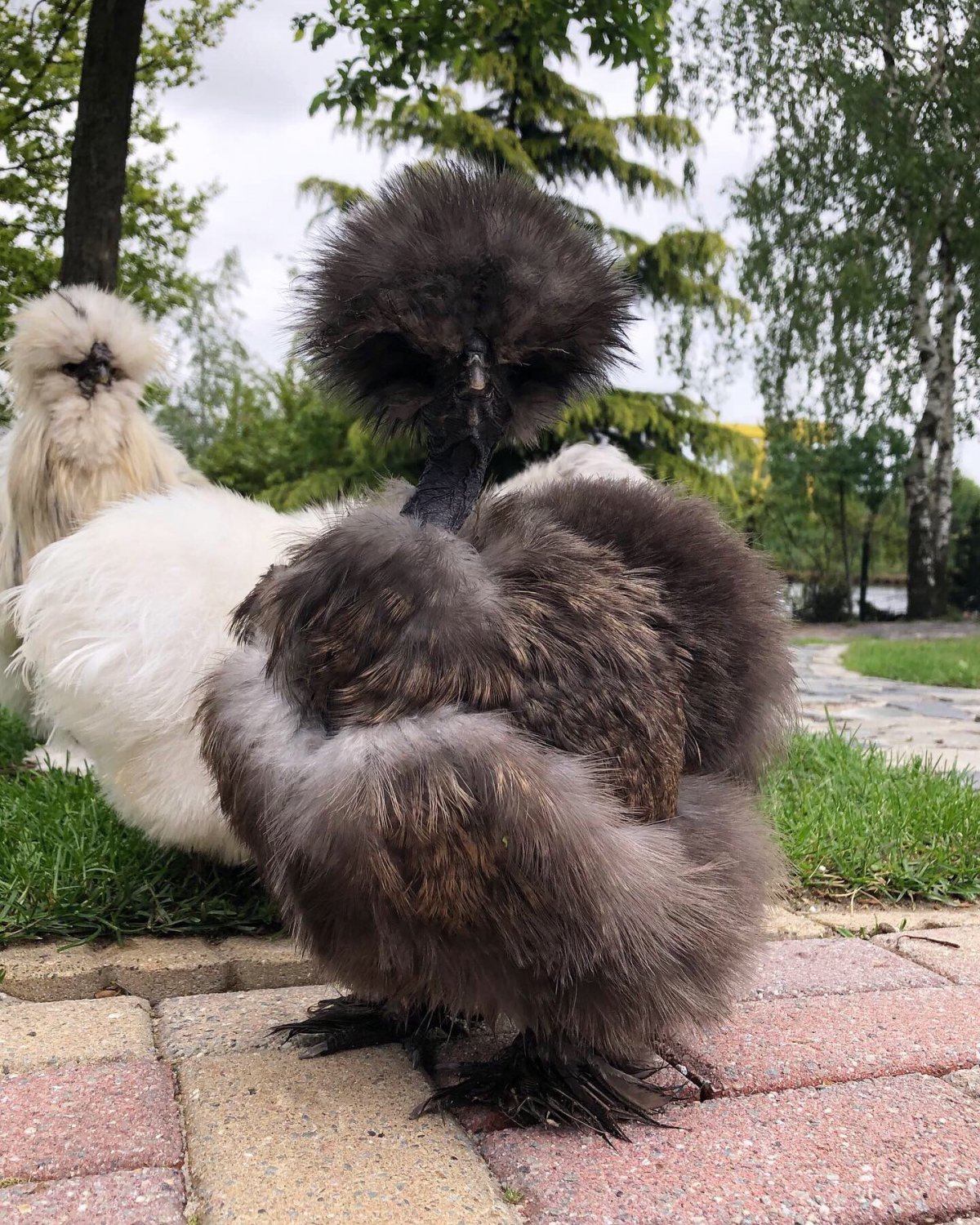 Китайская шелковая Буфф