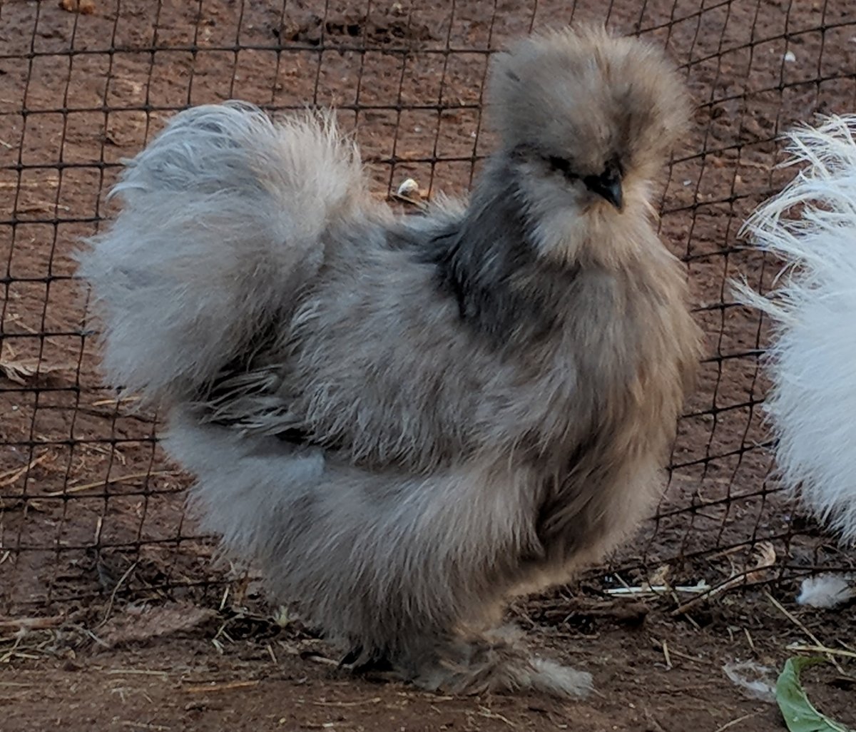 Китайская шелковая окрас Партридж