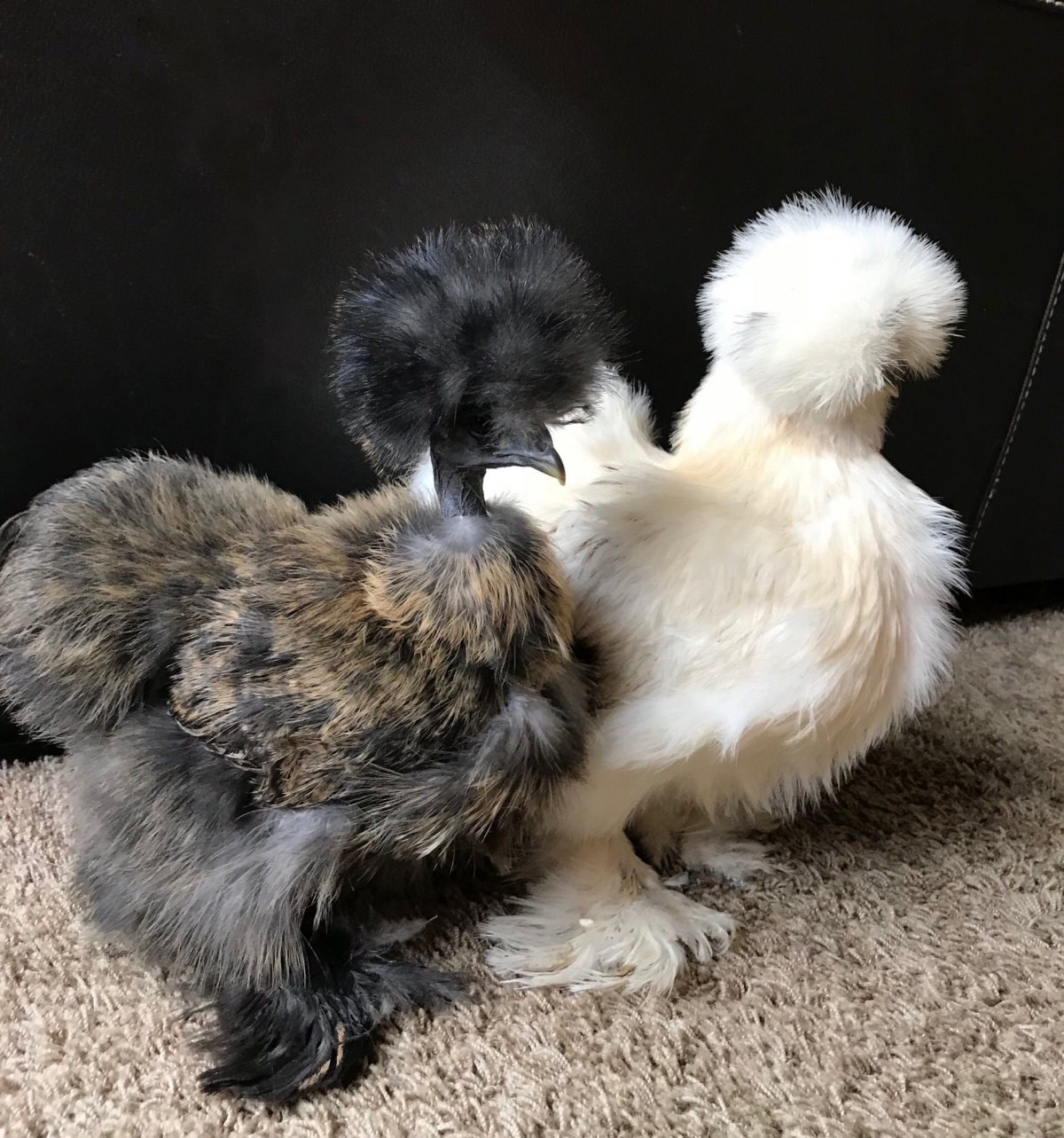 Китайская хохлатая шелковая курица