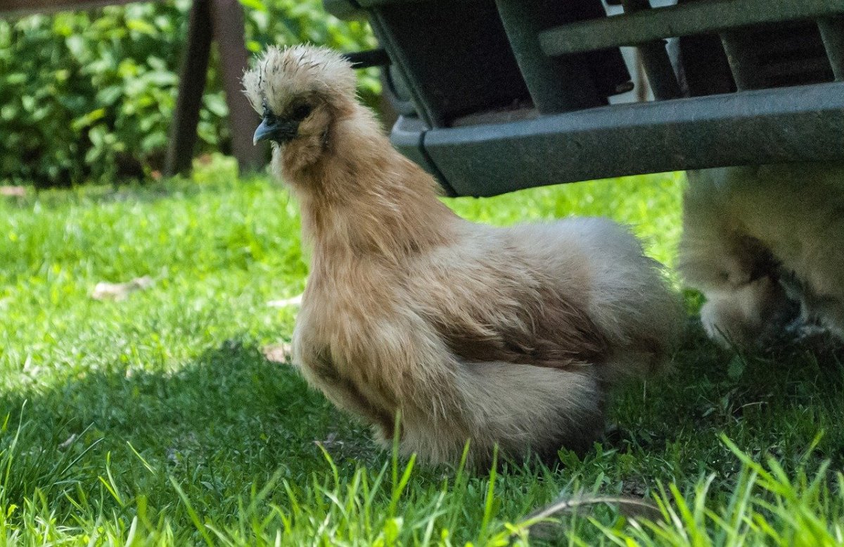 Мохнатые курочки