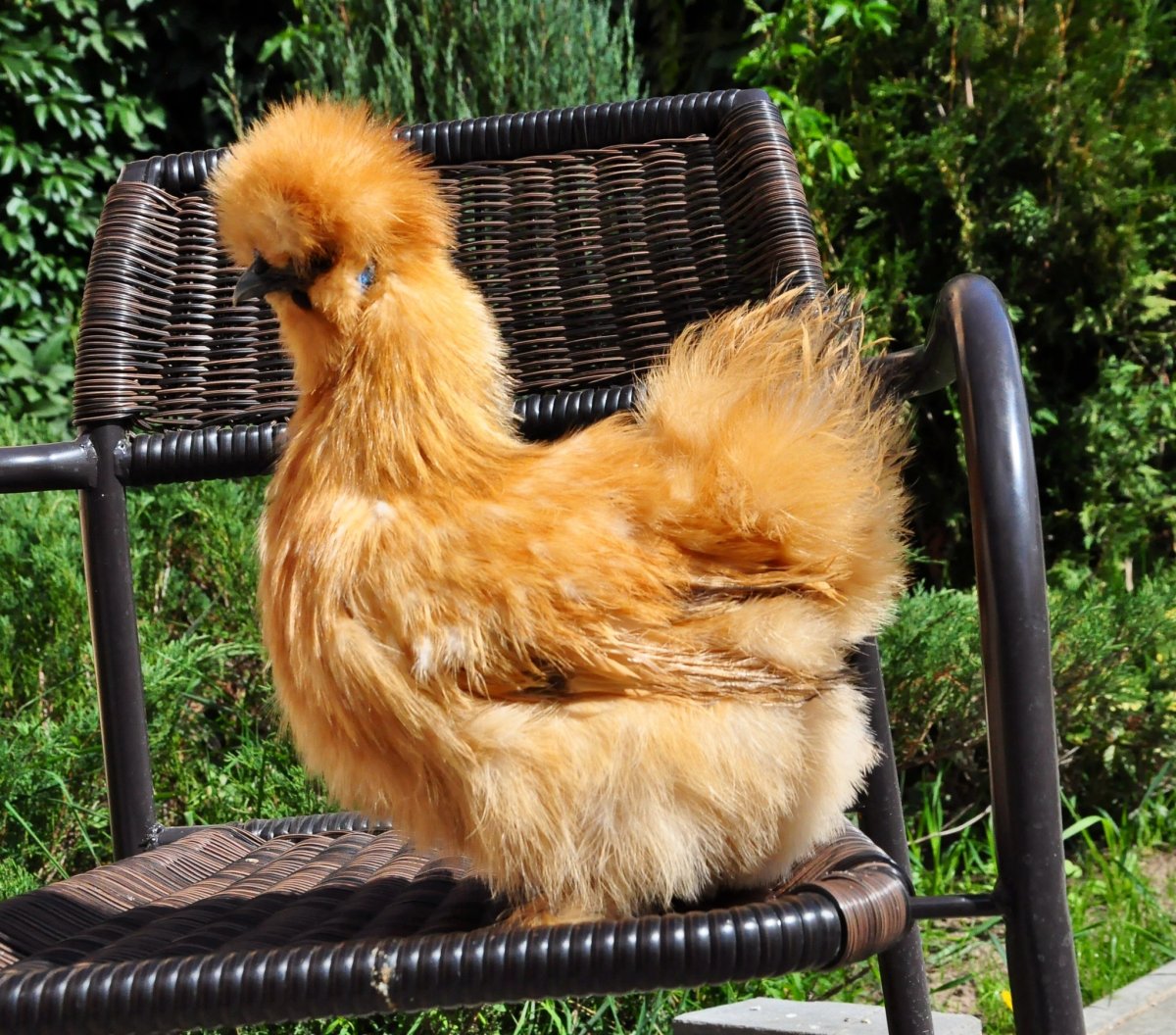 Хохлатая Курочка падуан