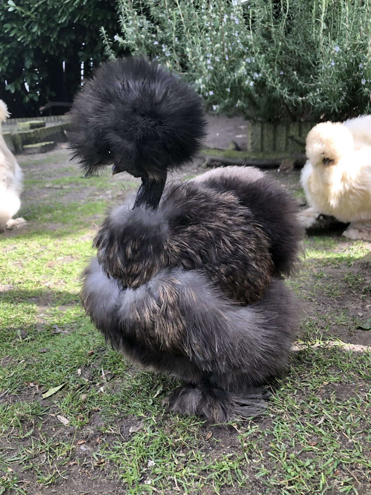 Китайская шелковая Буфф