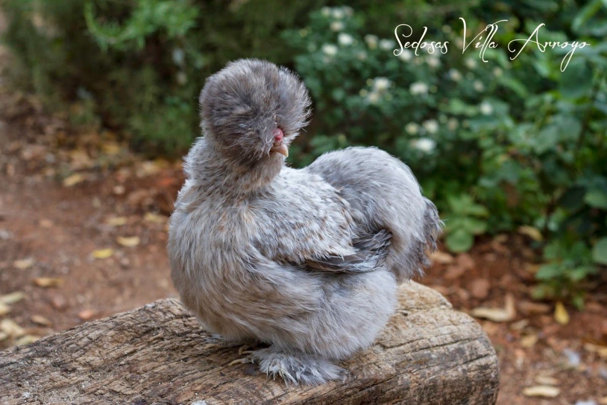 Китайская шелковая