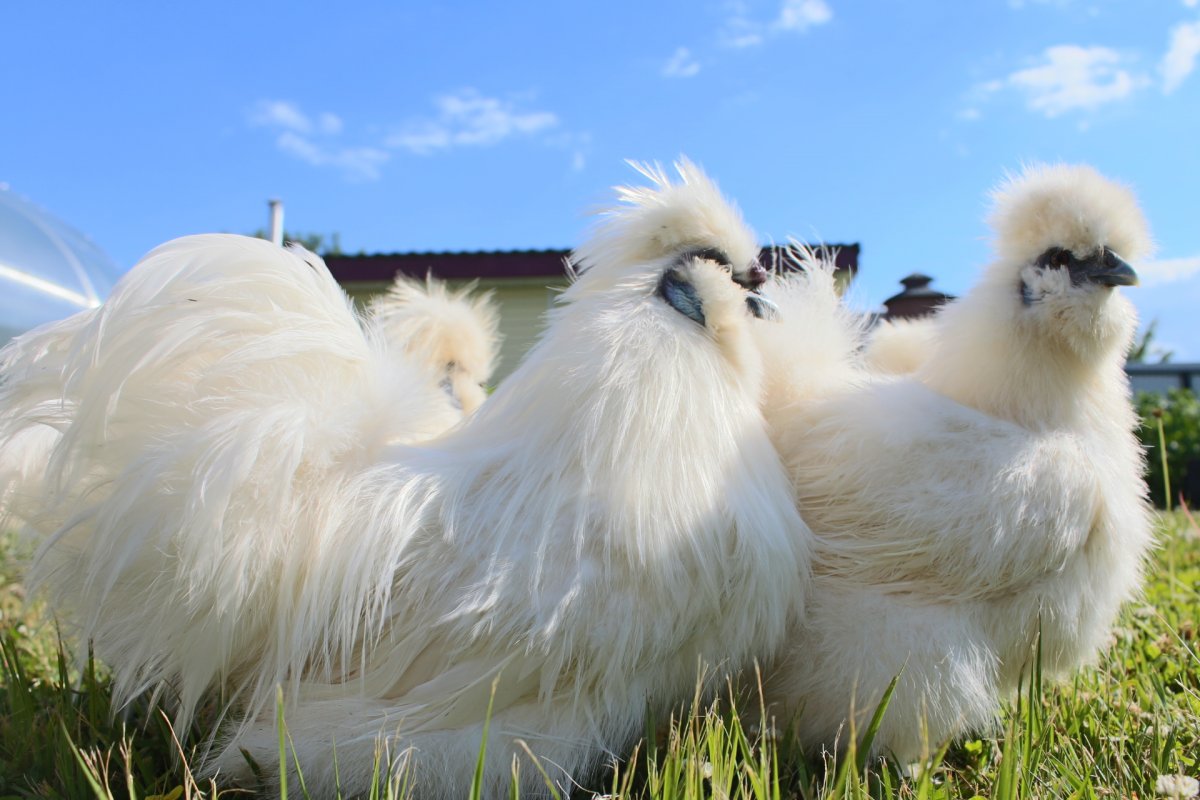 Порода кур китайская шелковая