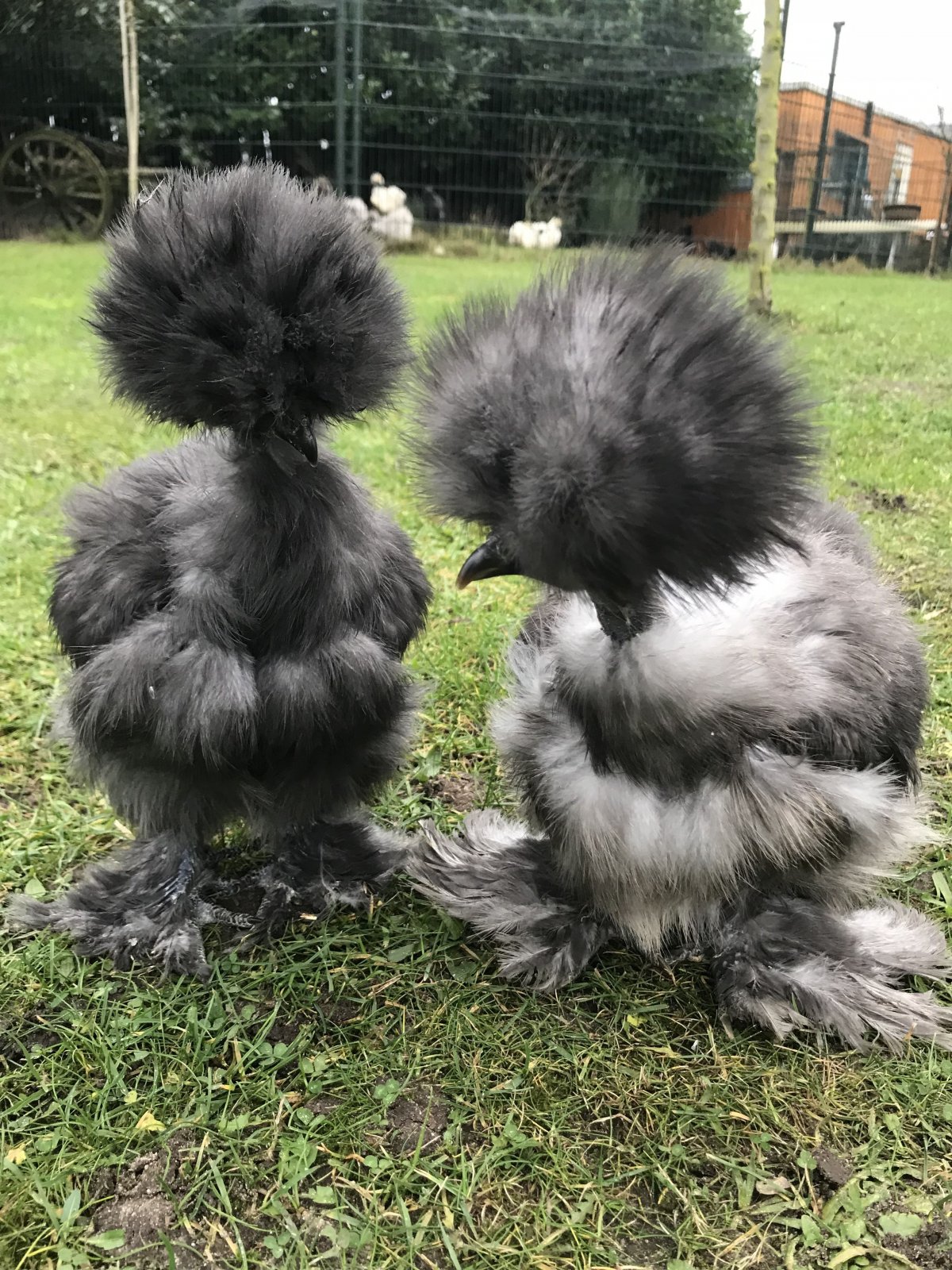 Порода кур китайская шелковая