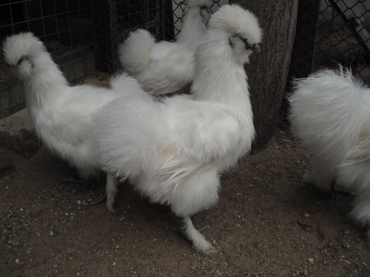 Шелковая палевая порода кур