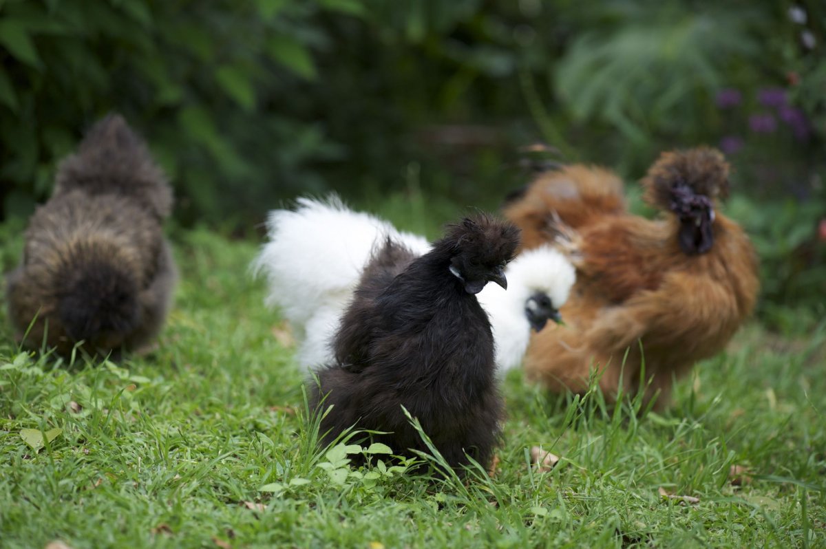 Розовые куры