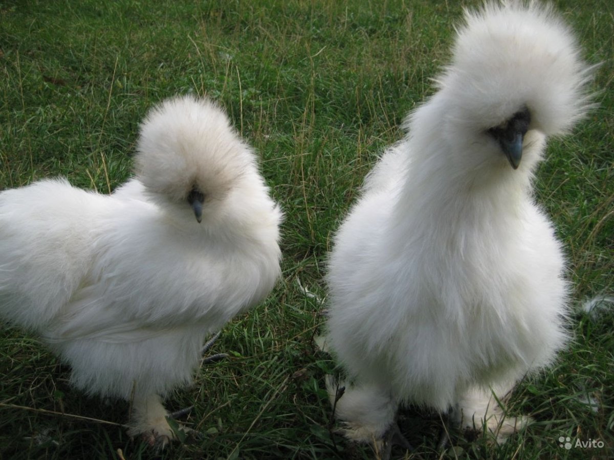 Китайская хохлатая шелковая