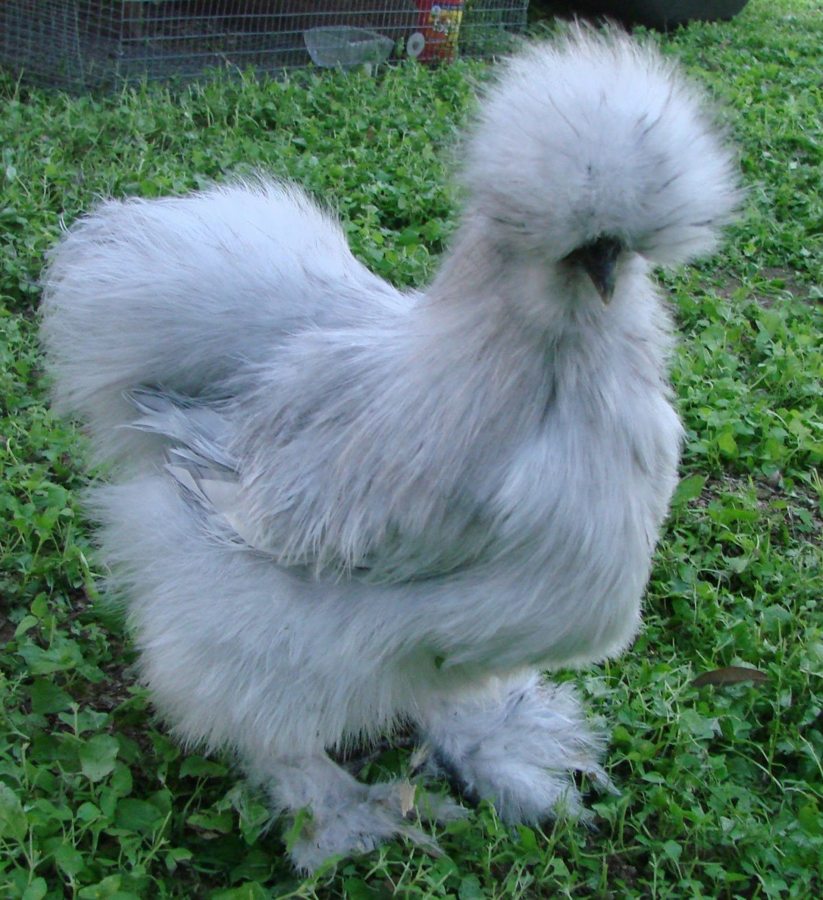 Китайская шелковая Сплеш