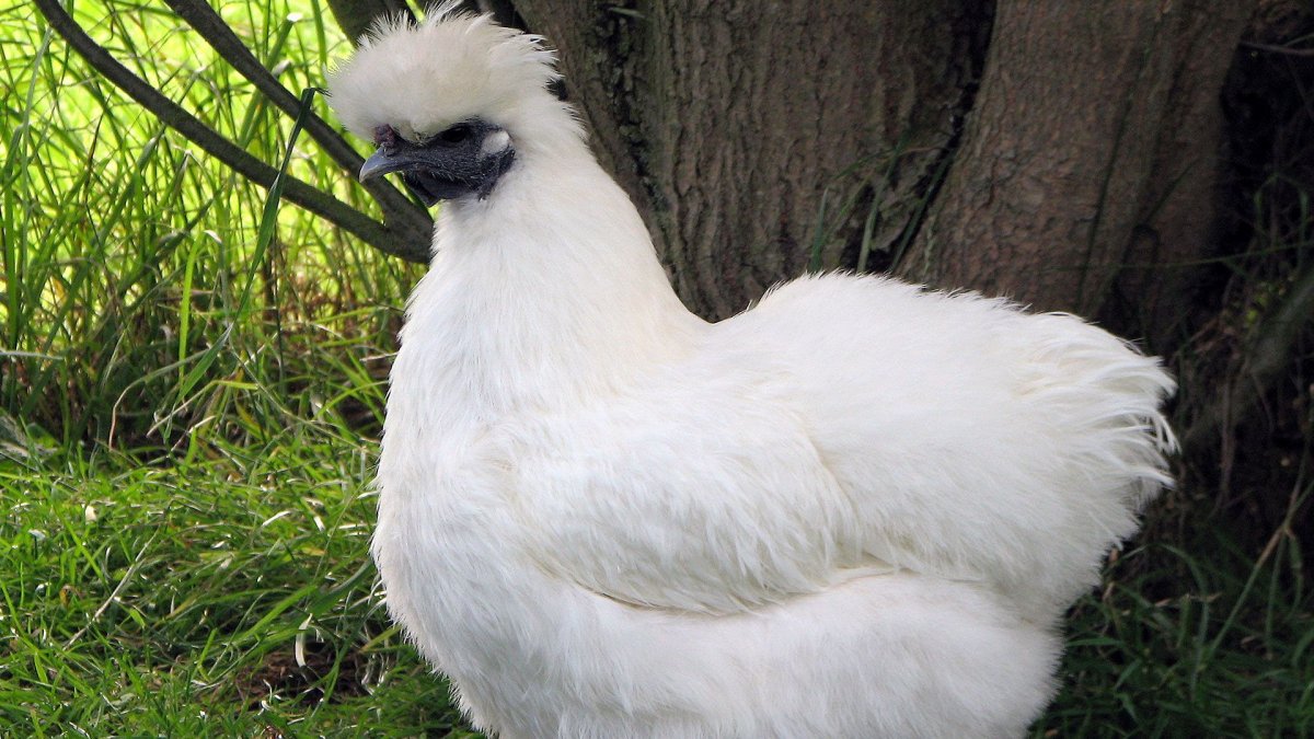 Китайская шелковая голубая