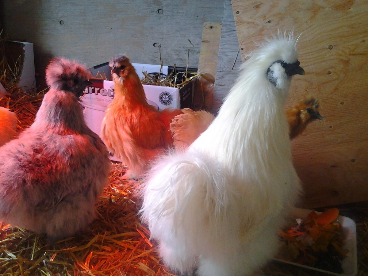 Порода кур китайская шелковая