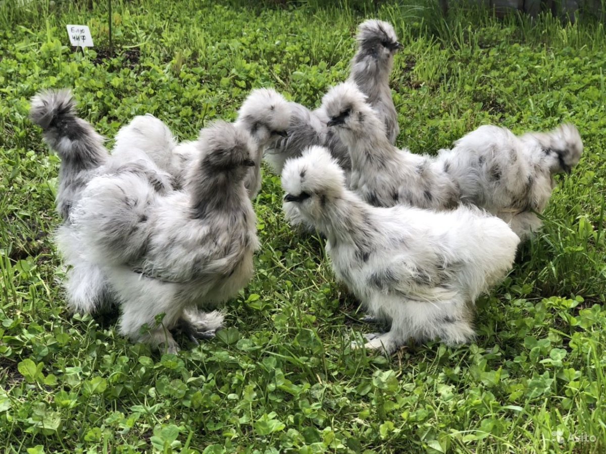 Пушистый цыпленок