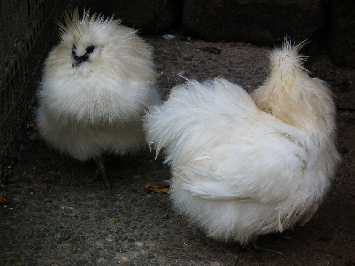 Китайская хохлатая курица