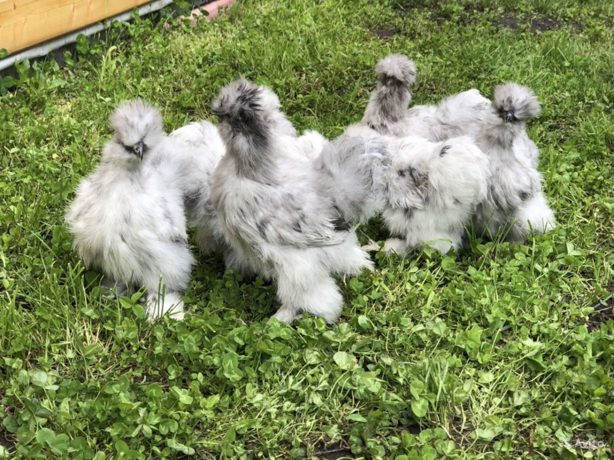 Китайская хохлатая курица