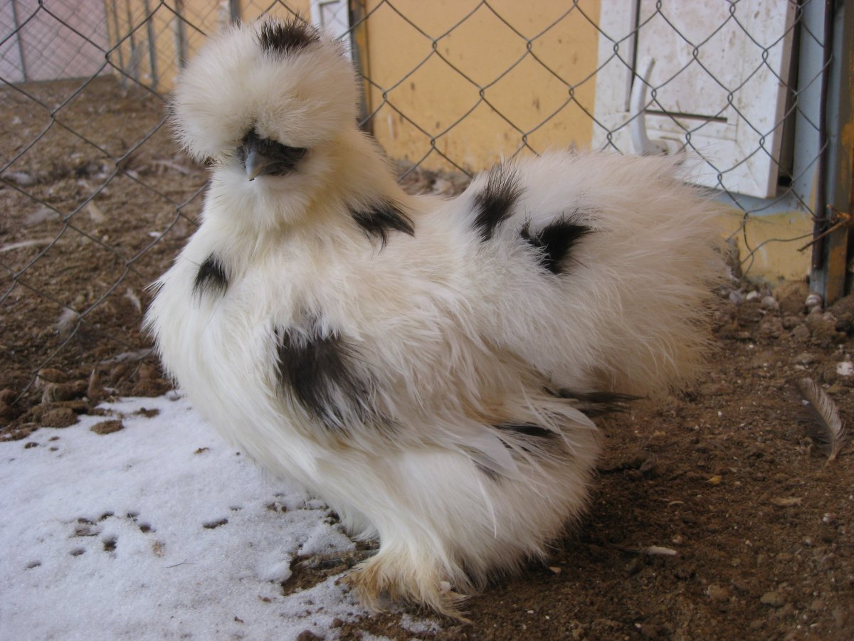 Китайская шелковая Сплеш