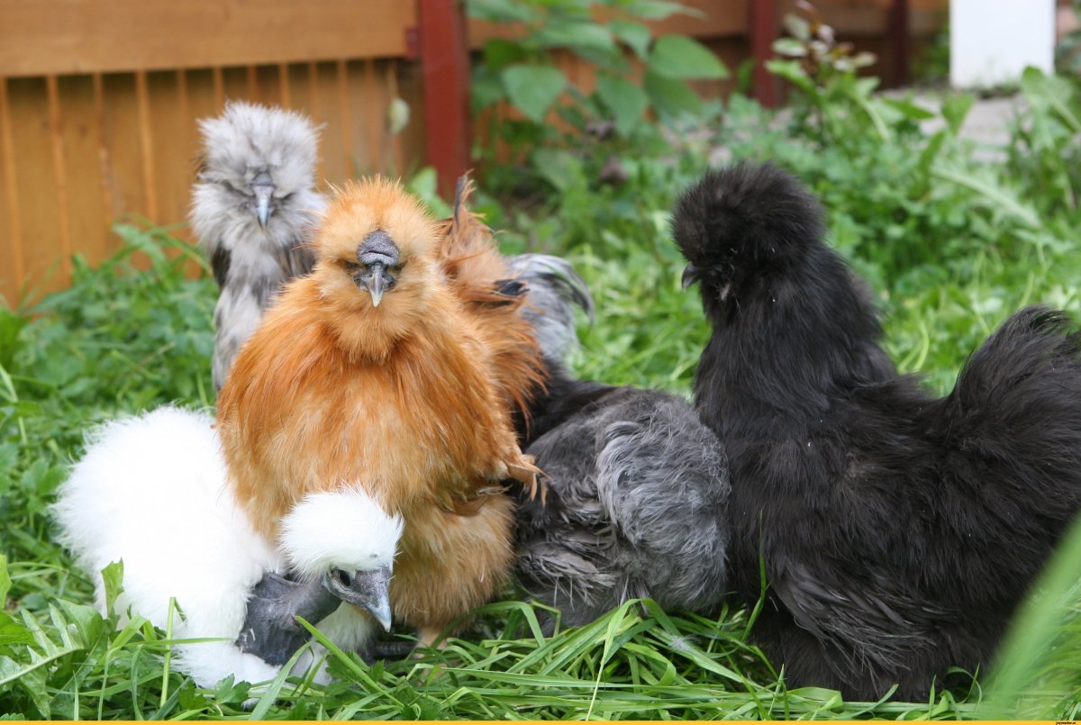 Китайская хохлатая курица