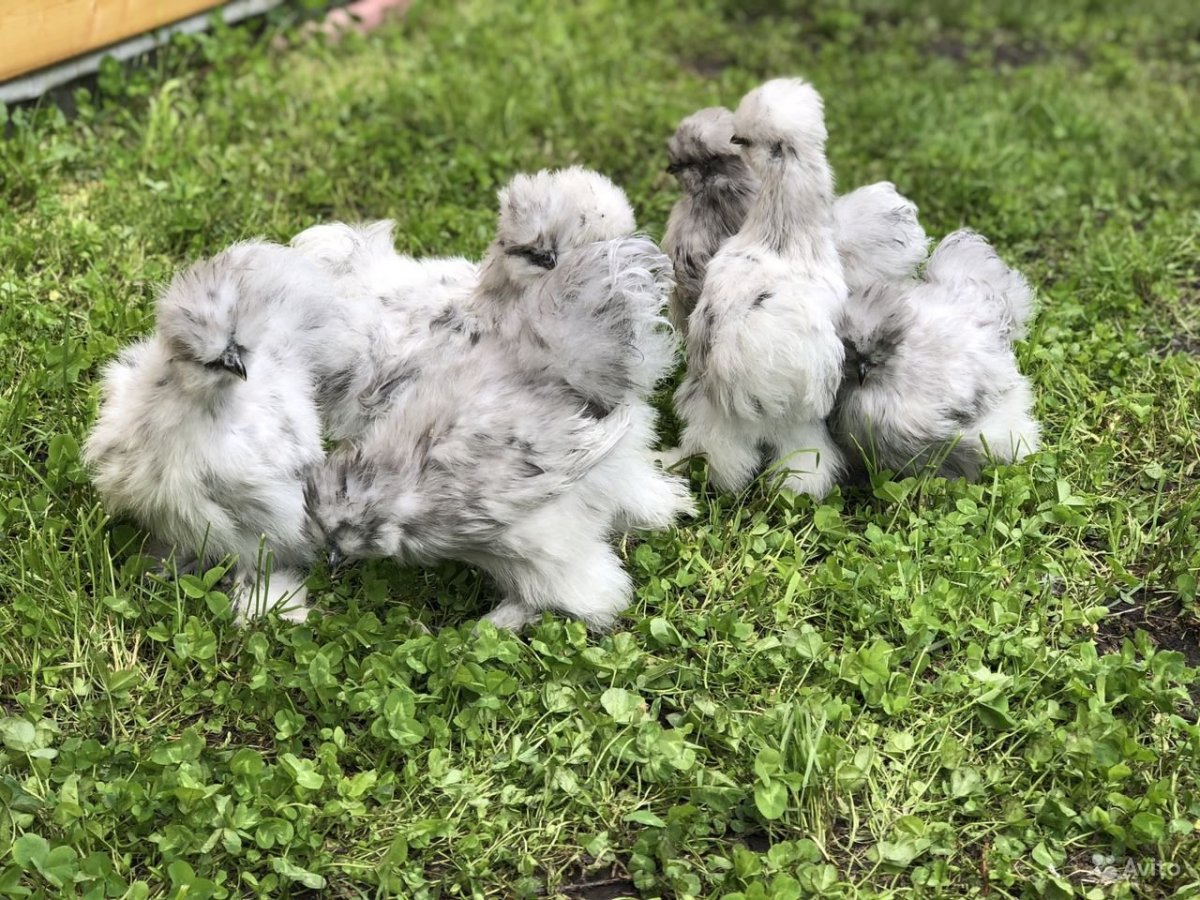 Китайская шелковая курица